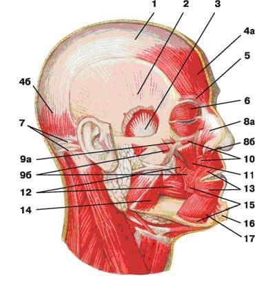 SOF ale bolţii craniene Loja superficială Între piele şi aponevroza epicraniană. Conţine vasele temporale superficiale.