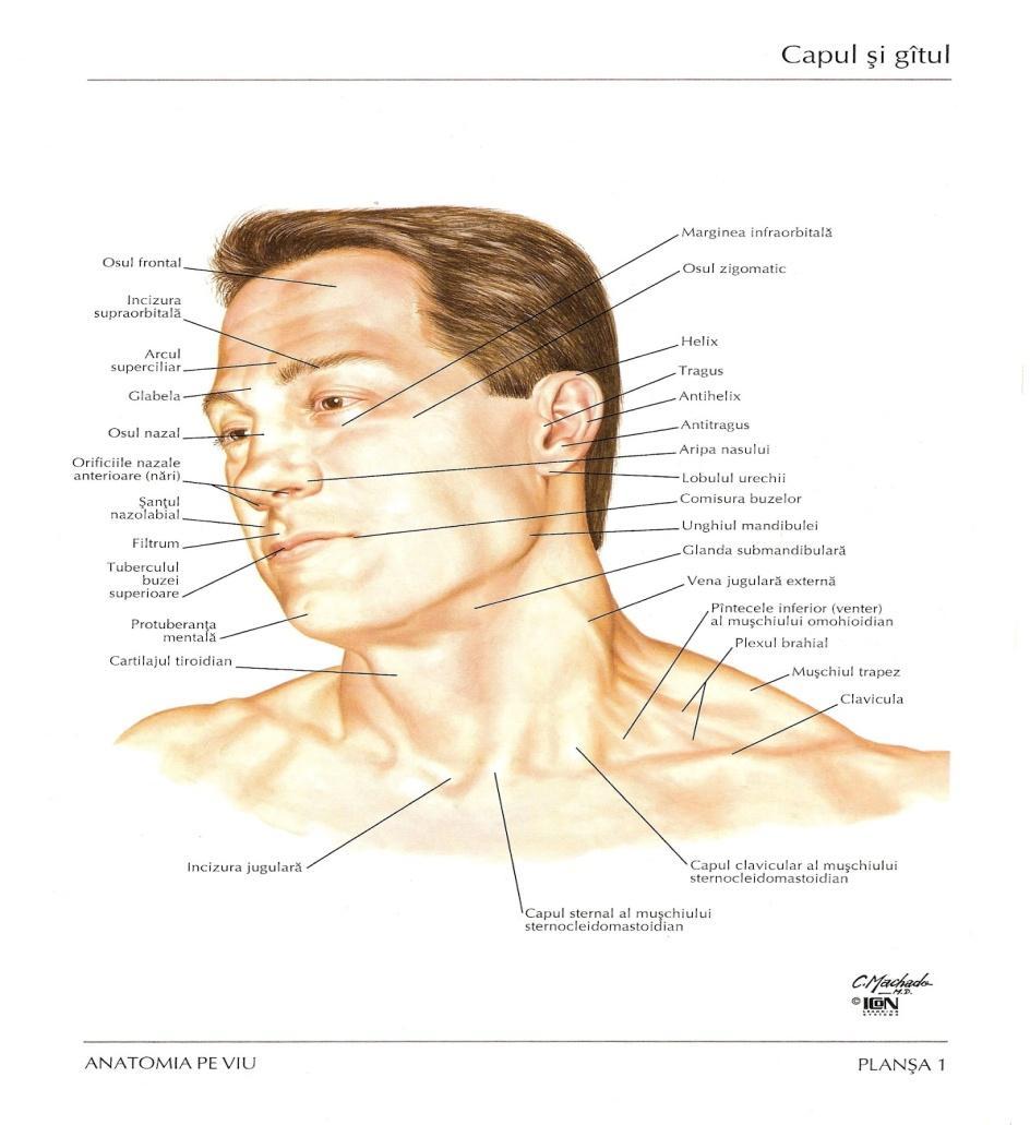 Gâtul Are două zone: Anterolaterală (gâtul propriu zis) Situată anterior de porţiunea cervicală a coloanei vertebrale; Posterioară (ceafa) Aflată