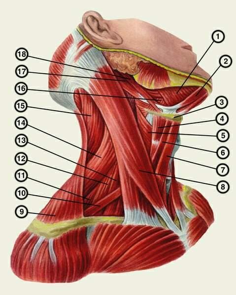 Clasificarea muşchilor gâtului: Din punct de vedere topografic: