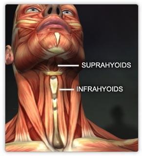 Muşchii înseraţi pe osul hioid Muşchii suprahioidieni: - m.digastric; - m.milohioidian; - m.geniohioidian; - m.
