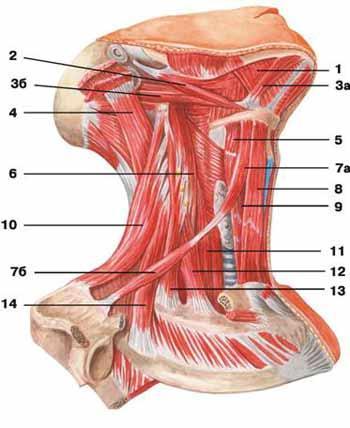 Muşchii profunzi ai gâtului Laterali; Prevertebrali. Muşchii laterali ai gâtului: - m. scalen anterior; - m. scalen mediu; - m.