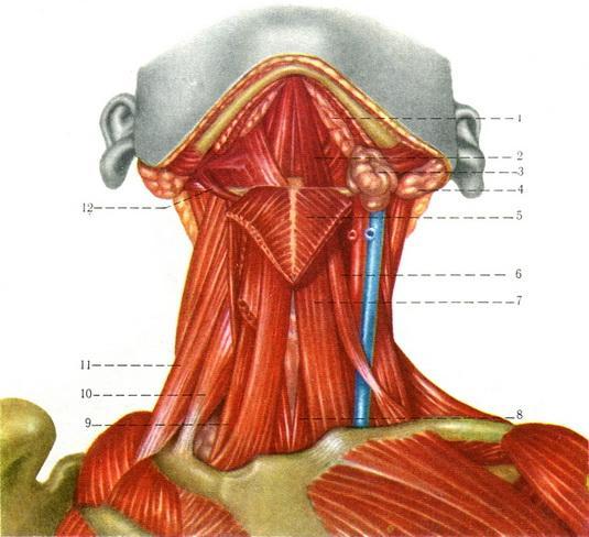 Rolul muşchilor gâtului Participă la formarea planşeului bucal.