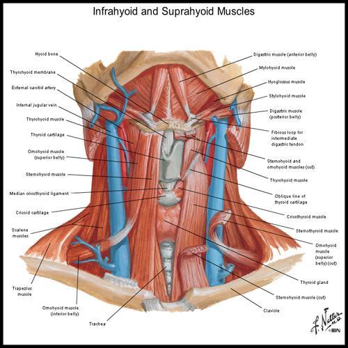 Triunghiul submental Delimitat: Superior - marginea inferioară a corpului mandibulei; Inferior - osul hioid; Lateral