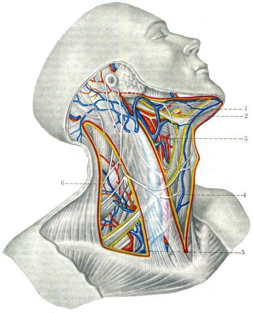 Triunghiul carotid Conţine: 1. Pachetul vasculonervos al gîtului: - a.carotidă comună; - v. jugulară internă; - n. vag; 2. Nervii accesor şi hipoglos; 3. Ansa cervicală; 4.