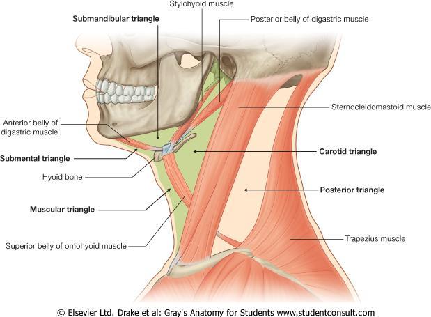 Regiunea laterală a gâtului Delimitată: Anterior - marginea