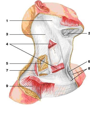 Fasciile gâtului Reprezintă manşoane fibroase care învelesc muşchii, viscerele, vasele sangvine şi nervii gâtului; Formează pentru o parte din muşchii gâtului teci fasciale; Reflectă