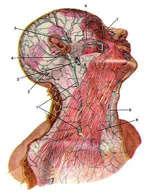 Fasciile gâtului Au o dispoziţie foarte complexă, motiv pentru care ele sunt diferit descrise. După Şevkunenko se disting cinci fascii: I.