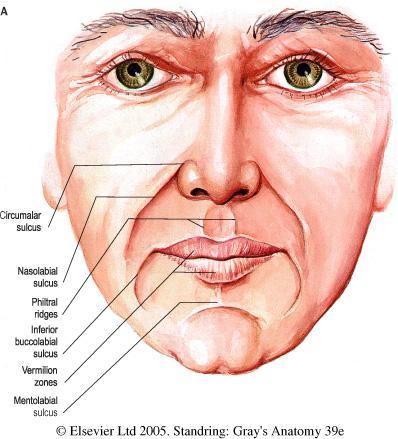Mimica Reprezintă aspectul dinamic al feţei determinat de contracţia mușchilor mimici. La contracţia lor pe faţă se formează şanţuri (riduri) şi cute.