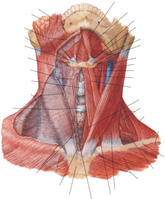 II.Foiţa superficială a fasciei cervicale proprii Inserţia superioară : - marginea mandibulei; - arcul zigomatic ; - linia nucală superioară; Inserţia inferioară: - partea anterioară a