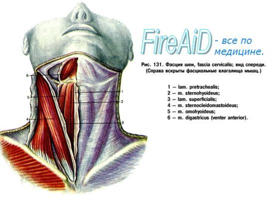Fasciile gâtului III.