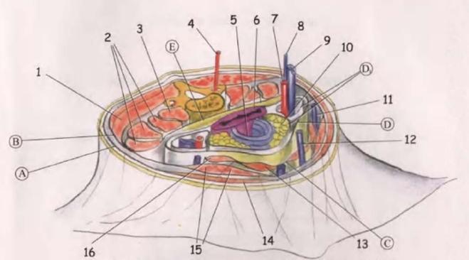 IV. Fascia endocervicală Foiţa viscerală: Acoperă fiecare organ în parte: - laringele; - traheea; - glanda tiroidă; - faringele; - esofagul.