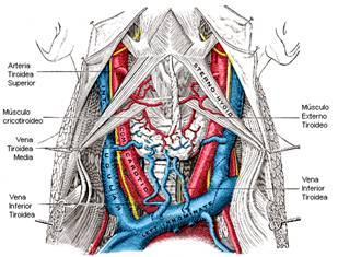 Spaţiul previsceral Se află între foiţa parietală şi viscerală a fasciei endocervicale; Anterior de trahee acest spaţiu se numeşte pretraheal;