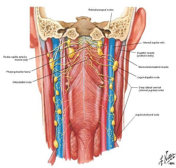 Spaţiul retrovisceral Se află posterior de faringe şi esofag; Între fasciile endocervicală şi prevertebrală; Spaţiu