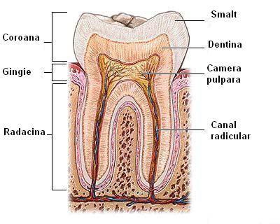 FII MEDICUL TAU STOMATOLOG 1) Cum arata un dinte pe interior? 2) Cum arata o carie dentara si cand incepe sa apara?
