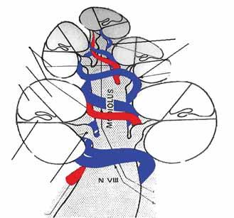 labirintică unică, ce se divide în artera co hleară comună şi artera vestibulară ante rioară; sistemul biarterial, în care există o arteră labirintică inferioară, situată pe faţa inferioară a