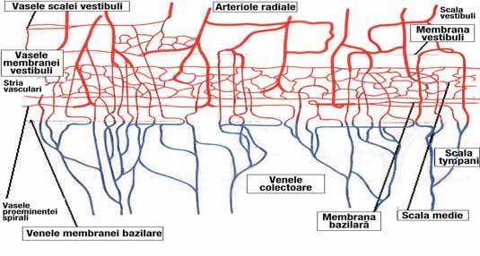 care vascularizează ganglionul spiral, limbul, marginea timpanică a laminei spirale osoase şi membrane bazilare; în peretele extern al canalului cohleear se găsesc arteriolele radiale externe care