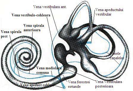 REVISTA MEDICALÅ ROMÂNÅ VOLUMUL LVII, NR. 4, An 2010 251 precum şi vasele proeminenţei spirale. Ambele sunt irigate de arte rele radiare externe, dar nu există anastomoze între ele.