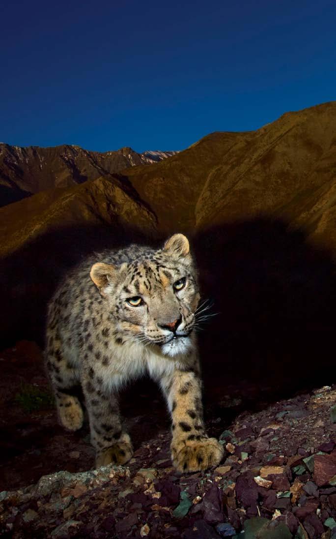 National Geographic Stock - Steve Winter - WWF O cameră de monitorizare din Parcul Național Hemis a surprins un leopard al zăpezilor (Panthera uncia), o