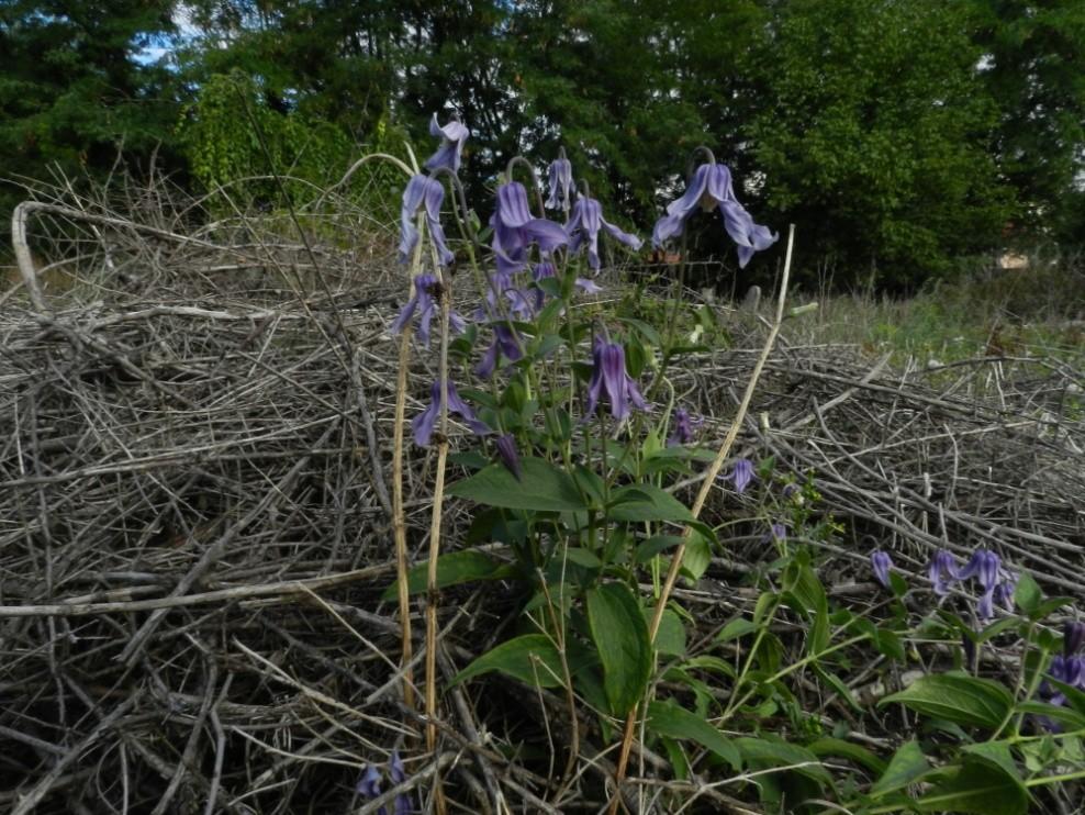 Flori ligulate, albastre, dispuse în calatidii solitare sau grupate câte 2-3. Înflorește în iulie-septembrie. Fructul achenă, obovată, cu papus scurt.
