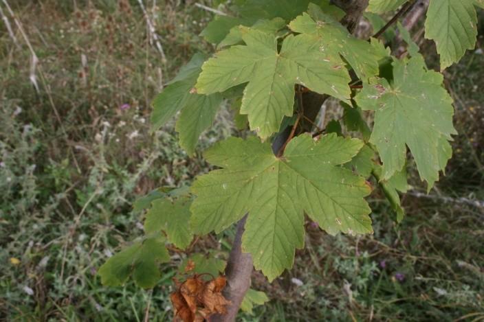 5. Acer campestre L. (Sapindaceae) - Jugastru Arbore foios de mărimea a III-a, care depăşeşte rareori 15 m înălţime. Tulpina este de regulă rău conformată, cu ritidom friabil, fin şi neregulat crăpat.