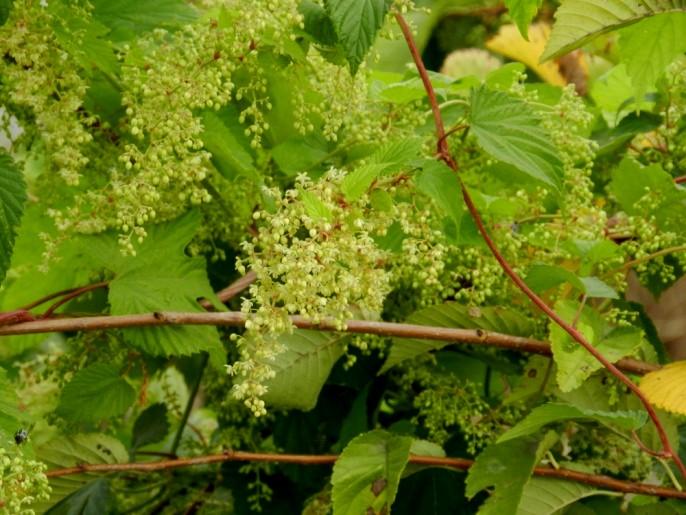 (Balsaminaceae) - copăcei Specie anuală, cu tulpini cărnoase, suculente de cca 0,5-0,7 m înălțime, erecte. Frunze alterne, lanceolate de cca 10-15 cm lungime.