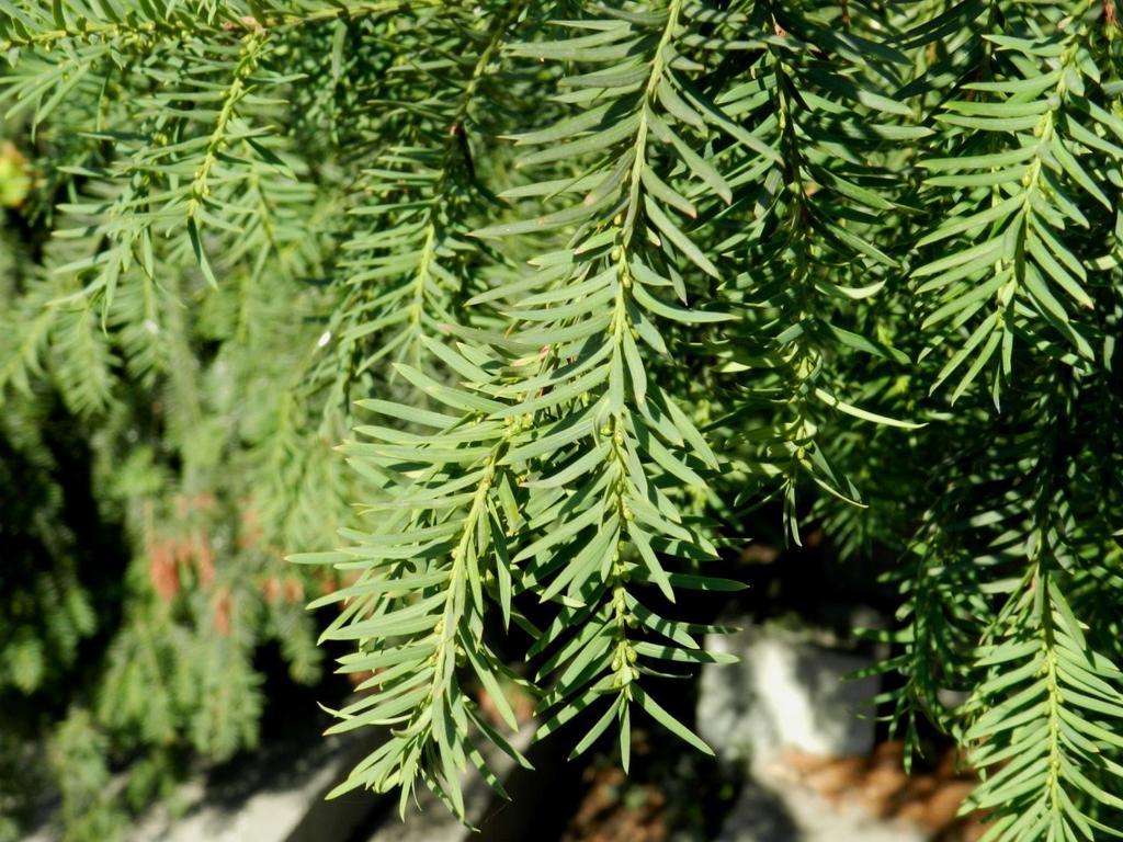 300. Taxodium distichum (Taxodiaceae) chiparos de baltă Arbore monoic ce atinge în stațiunile native 40 m înălțime.