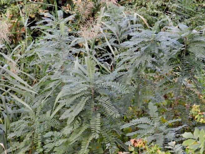 23. Amaranthus retroflexus L. (Amaranthaceae) - știr sălbatic Plantă anuală de până la 1 m înălțime, verde sau cu inflorescență și tulpină roșcată. Frunze rombic-ovate, lung pețiolate.