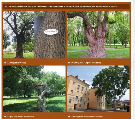 Spre exemplu, fotografiile cu tema Cel mai frumos copac din oraşul meu vor face obiectul unui concurs, în care fiecare ţară are un număr egal de voturi, iar fotografiile care surprind cetăţeni ai