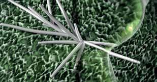 Moleculele de fluxapiroxad încep să se unească pe suprafața frunzei Sercadis Mobilitatea unică a substanței active fluxapiroxad Puteți beneficia de o protecție superioară și de lungă durată împotriva