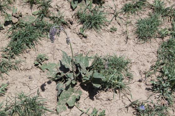 Flora prezintă multe elemente termofile şi xerofile, întâlnite rar în România, dintre care: jaleş (Salvia nutans), frăsinelul (Dictamnus albus), saschiul (Vinca herbacea), hodoleanul (Crambe