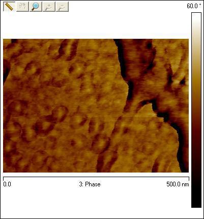 ultraviolete asupra membranelor PEM, in particular asupra Nafionului 117, se observa foarte bine si din masuratorile AFM