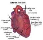 CE ESTE INFARCTUL DE MIOCARD? Inima este o pompa biologica al carei rol este de a asigura circula]ia sângelui în organism. Functia de pompa este asigurata de muschiul inimii (miocard).