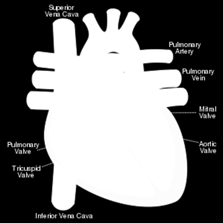plămâni are patru camere Sistemul cardiovascular