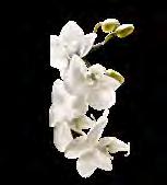 de santal Set cu aromă de magnolie și lemn de trandafir 4 99 FORME