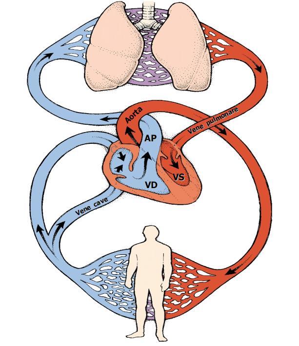 Sistemul Cardiovascular Integreaza trei componente functionale: Cordul, o pompa dubla care determina circulatia