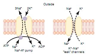 Pompe Ionice Sunt sisteme de transport activ primar, care folosesc energie rezultata din hidroliza enzimatica a ATP-ului (ATP-aze) pentru a deplasa ionii impotriva gradientelor; mentin gradientul