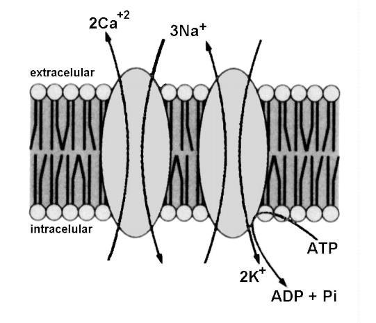 Mecanisme de Co-Transport Sisteme de transport activ secundar, depind de activitatea ATPazei Na+/K+ Antiportul Na+/Ca++ Este distribuit in special la nivelul tubilor T Este sistemul de transport cel