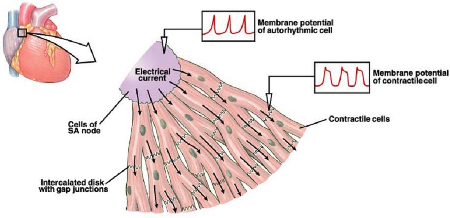 Reprezinta capacitatea de a transmite PA generat de celulele pacemaker in intreg teritoriul miocardiac Conductibilitatea (Functia