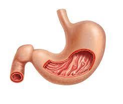 12. Intestinul subțire al omului: A. are o lungime de 2-3 metri; B. nu este vascularizat; C. prezintă duoden, jejun și ileon; D. prezintă cecum, colon și rect. 14.