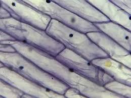 46. Imaginea următoare: 1. reprezintă un organism; 2. este obținută cu ajutorul microscopului; 3. reprezintă un organ; 4. reprezintă mai multe celule care au aceeași formă. 47. Neuronii: 1.