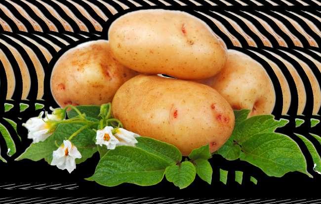 CARTOF în funcție de codul BBCH Cartoful este principala cultură tuberculiferă cultivată în România și în lume, datorită compoziției chimice a tuberculilor și a productivității mari pe unitatea de