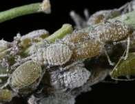 Ajunsă la completa dezvoltare, prin lunile iulie-august, în apropierea locului de hibernare larva se transformă în pupa, stadiu care durează -8 zile. Noii adulţi rămân în sol şi hibernează.