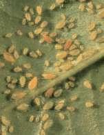 Stadiul larvar durează - săptămâni, după care larva coboară în sol la - cm adâncime şi se transformă în pupă.