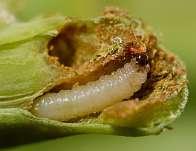 Are - generaţii pe an şi iernează ca larvă până primăvara, când temperaturile medii depăşesc 7 C, la această temperatură larvele încep să se hrănească.