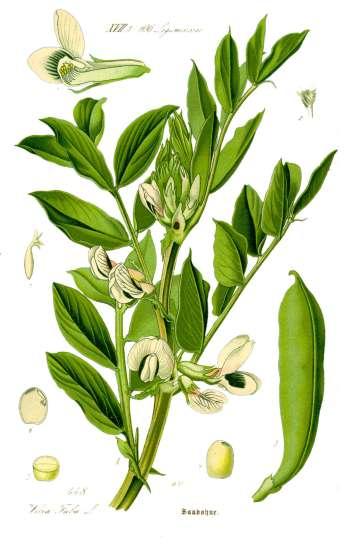 SOIA în funcție de codul BBCH BURUIENI DĂUNĂTORI Soia (Glycine max) este o plantă de cultură foarte populară, ce face parte din familia Fabaceae.
