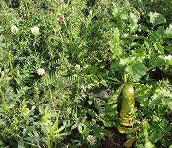 Crearea benzilor cu flori și iarbă, pârloagă temporară, folosirea ogorului verde protejează solul de eroziune sprjinind prezența organismelor benefice în agro-ecosistem.