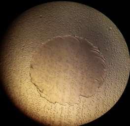 40)... 1. 2. Figura 40. Detalii privind aspectul coloniilor din vecinatatea hidrogelului (imagine microscopică, lupa binoculară, 60X).