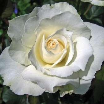 Trandafiri hibrizi Tea Trandafir White Swan -