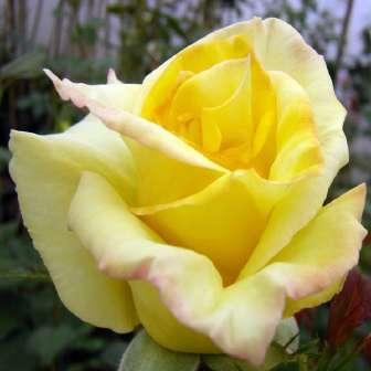 Antonie Maria Verschuren-Pechtold Trandafir
