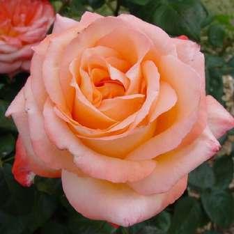 Weigand - Galben canar - trandafir 100-150 cm